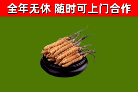 浦东回收散虫草
